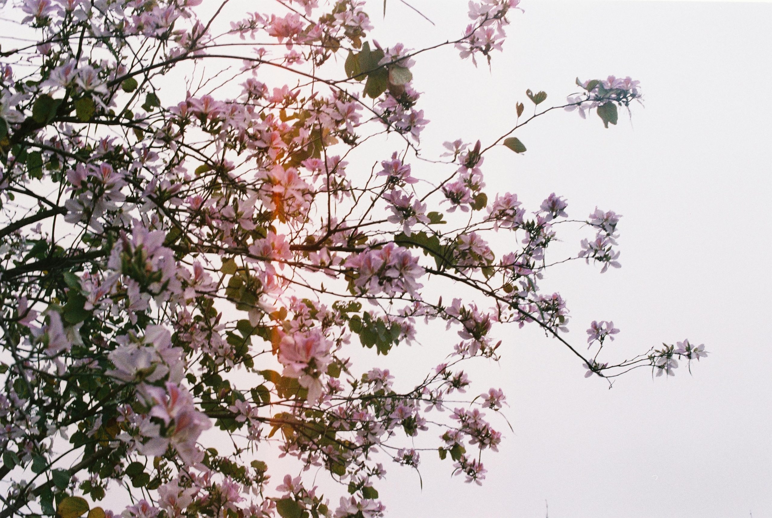 pexels-daydream-753072845-21701353